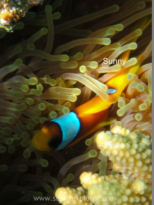 Sunnyexplores Nemo (3)kopie