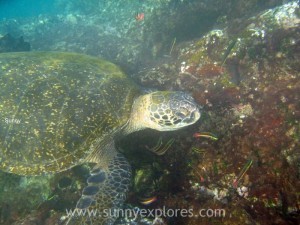 Snorkling Galapagos (11)kopie