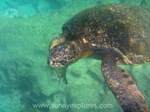 Snorkling Galapagos (12)kopie