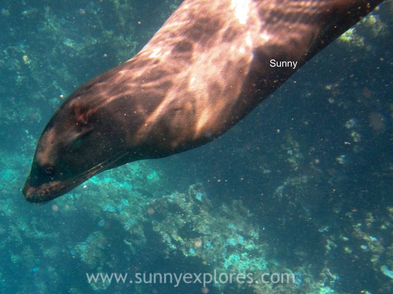 Snorkling Galapagos (14)kopie