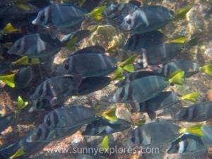 Snorkling Galapagos (20)kopie