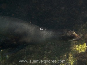 Snorkling Galapagos (7)kopie
