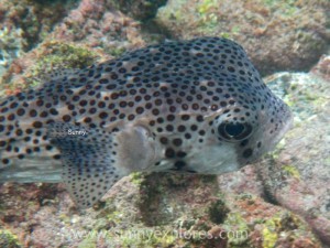 Snorkling Galapagos (8)kopie