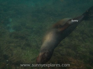 Snorkling Galapagos (9)kopie