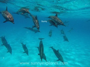 Sunnyexplores Sataya 2016 (10)kopie