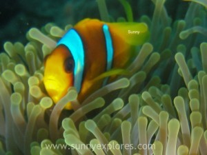 Sunnyexplores Sataya 2016 (7)kopie