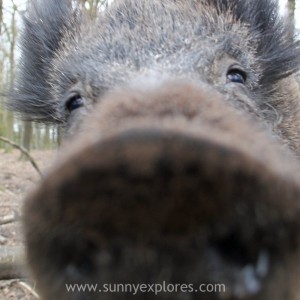 Sunnyexplores Veluwe 2