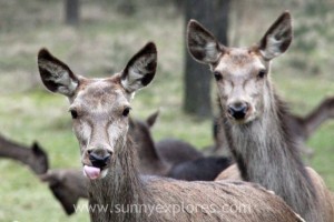 Sunnyexplores Veluwe 4