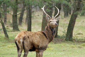 Sunnyexplores Veluwe 5