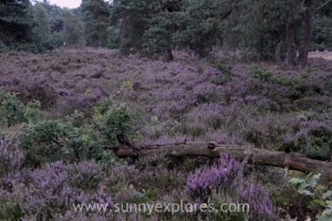 Sunnyexplores Veluwe 6