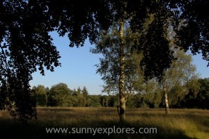 Sunnyexplores Veluwe 8