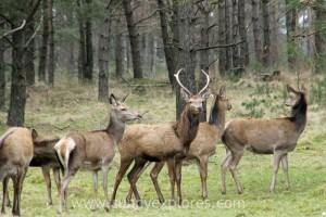 Sunnyexplores Veluwe 9