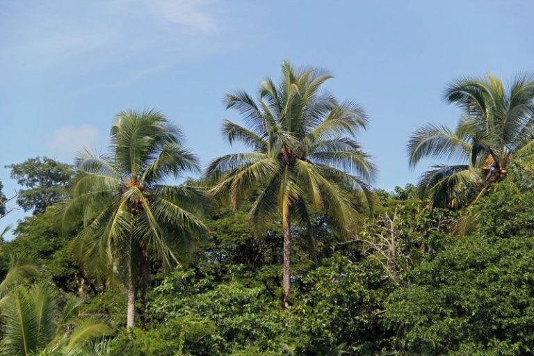 Pura Vida palm trees in Costa Rica