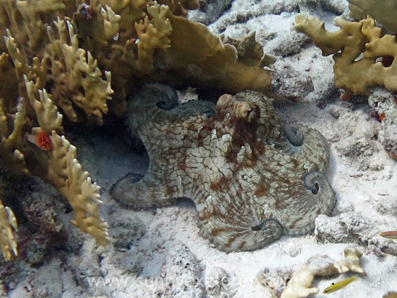 Octopus dream time: under water magic in Bonaire